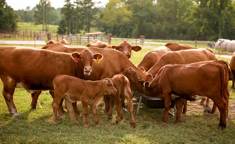 A herd of red cattle in a green pasture, eating. 